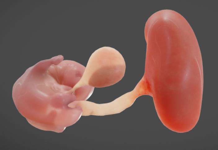 Fetal development stages Low-poly 3D model_18