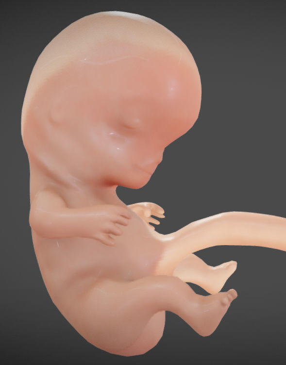Fetal development stages Low-poly 3D model_26