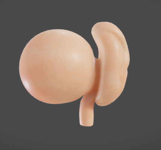 Fetal development stages Low-poly 3D model_1