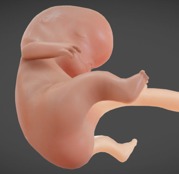 Fetal development stages Low-poly 3D model_27