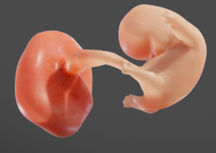 Fetal development stages Low-poly 3D model_20