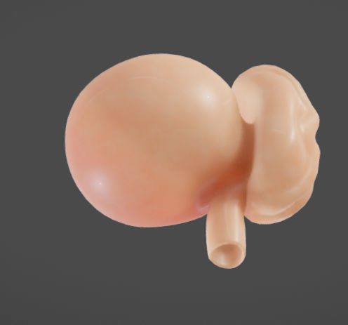 Fetal development stages Low-poly 3D model_3