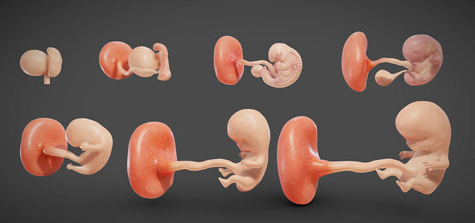 Fetal development stages Low-poly 3D model