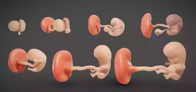 Fetal development stages Low-poly 3D model