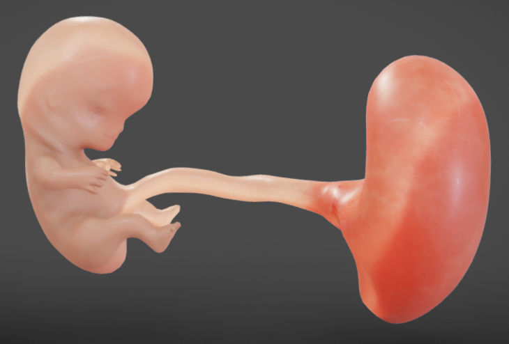 Fetal development stages Low-poly 3D model_25