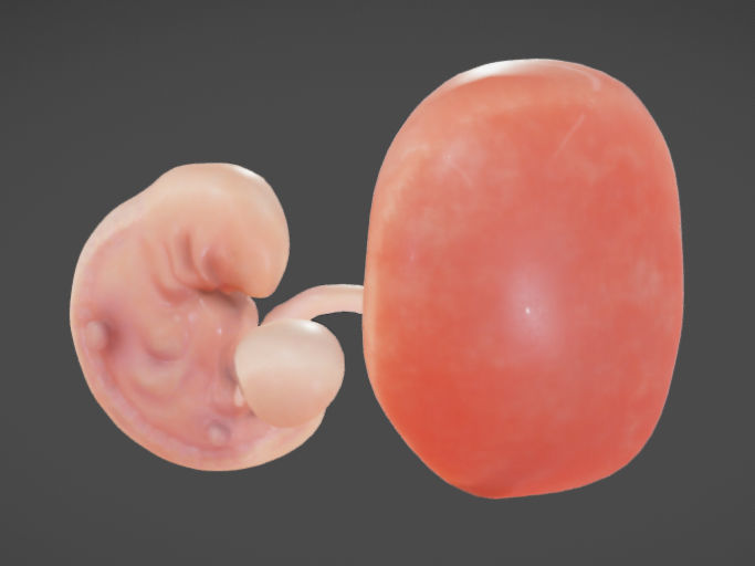 Fetal development stages Low-poly 3D model_14