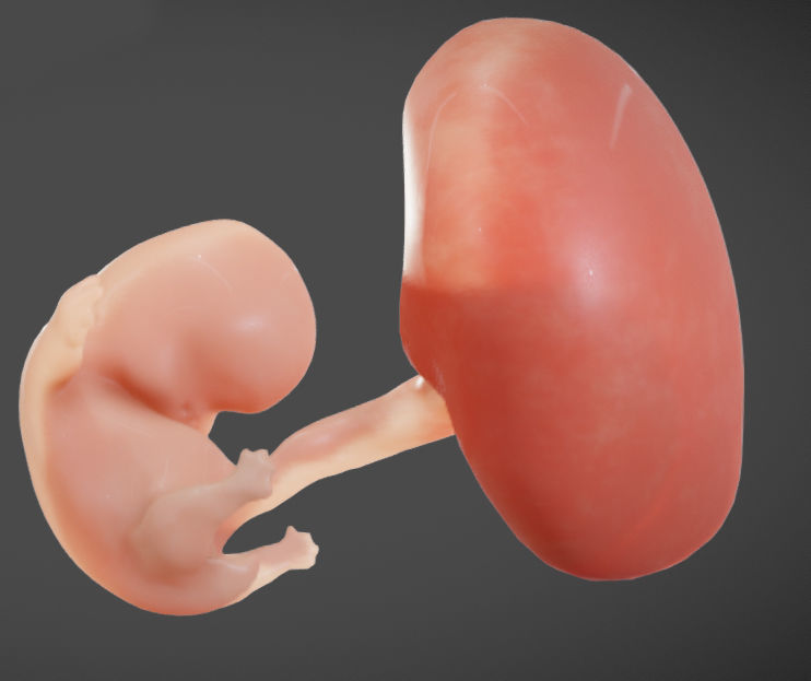 Fetal development stages Low-poly 3D model_23