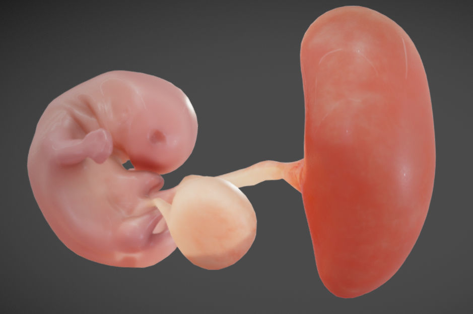 Fetal development stages Low-poly 3D model_16