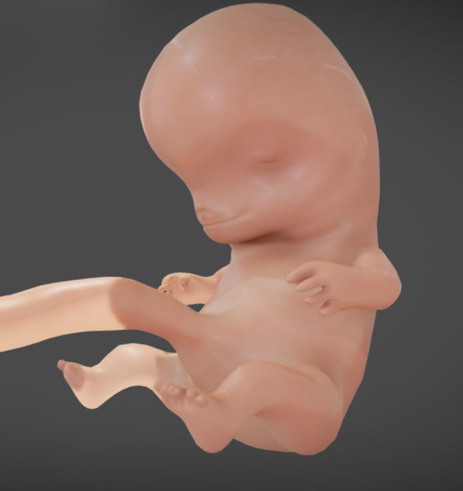 Fetal development stages Low-poly 3D model_30