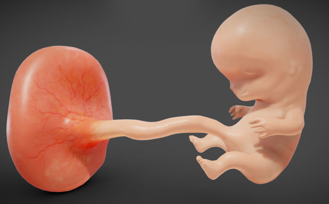 Fetal development stages Low-poly 3D model_29