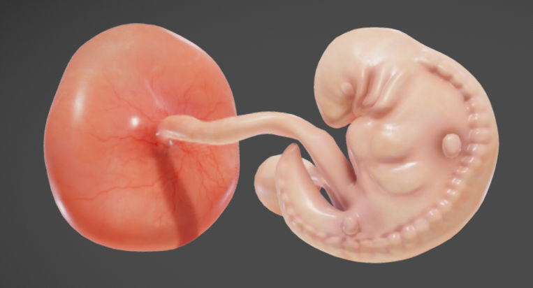 Fetal development stages Low-poly 3D model_9