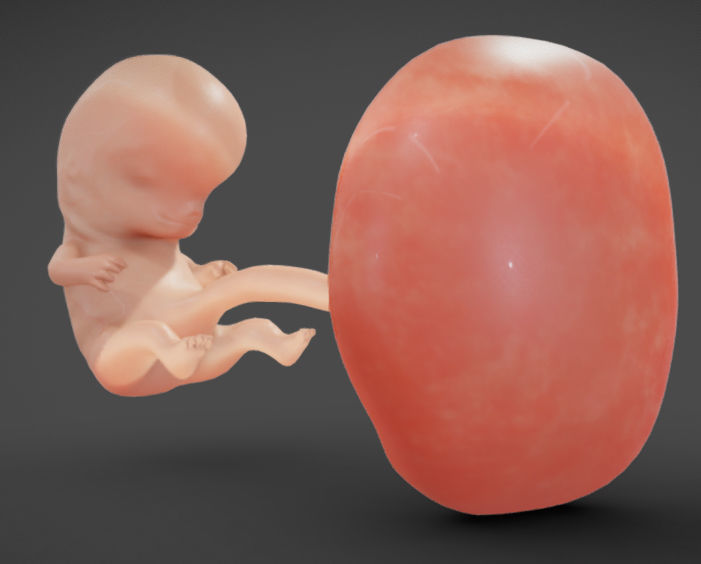 Fetal development stages Low-poly 3D model_11
