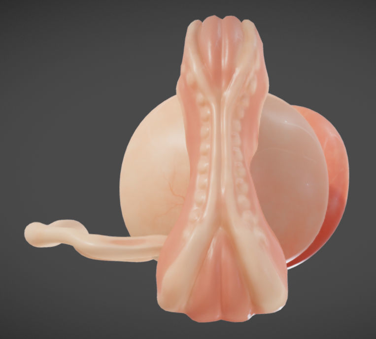 Fetal development stages Low-poly 3D model_7