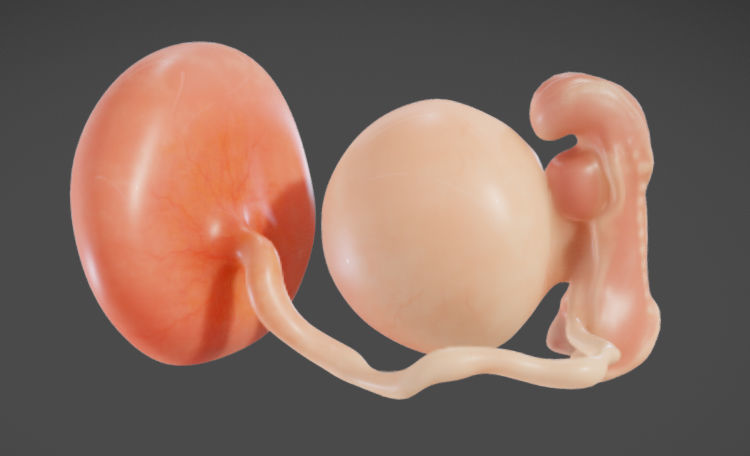 Fetal development stages Low-poly 3D model_4