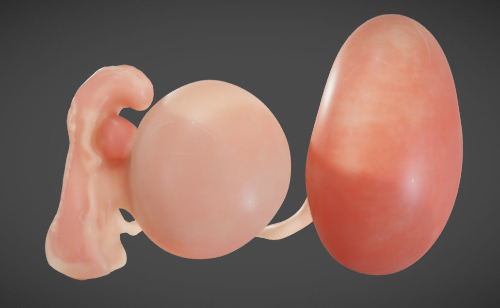 Fetal development stages Low-poly 3D model_6