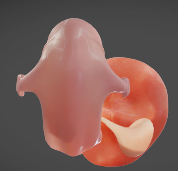 Fetal development stages Low-poly 3D model_17
