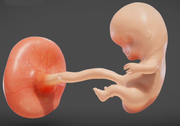 Fetal development stages Low-poly 3D model_24