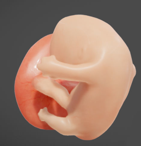 Fetal development stages Low-poly 3D model_22