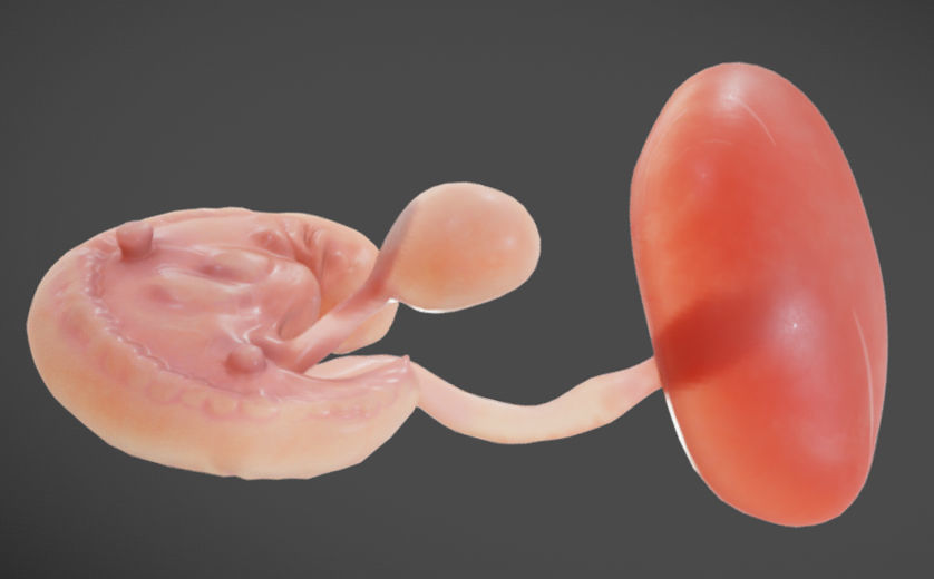 Fetal development stages Low-poly 3D model_12