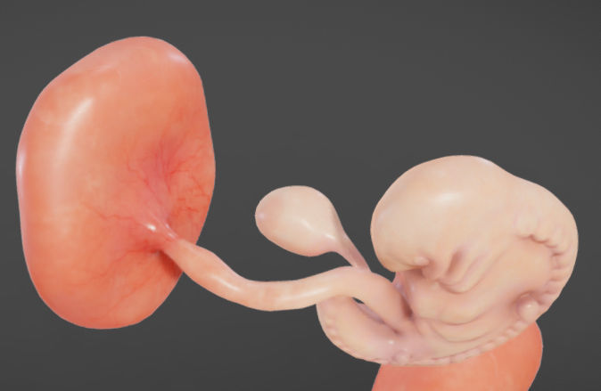 Fetal development stages Low-poly 3D model_13