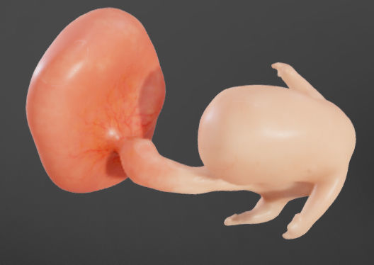 Fetal development stages Low-poly 3D model_21