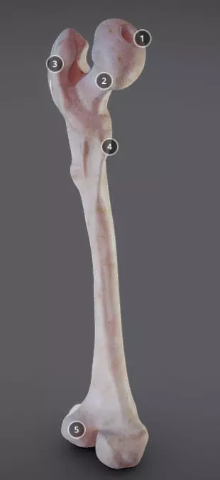 Femur bone with different parts Low-poly 3D model_0