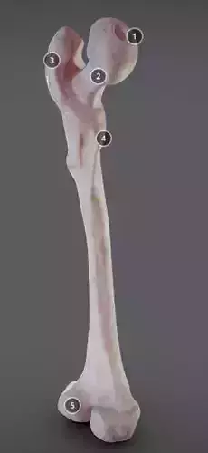 Femur bone with different parts Low-poly 3D model