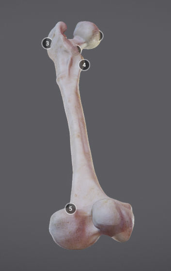 Femur bone with different parts Low-poly 3D model_5