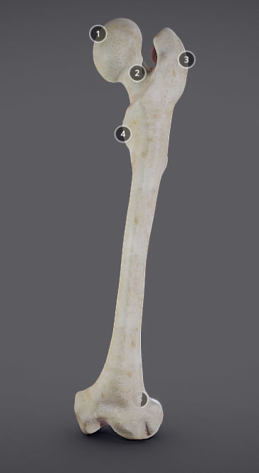 Femur bone with different parts Low-poly 3D model_2