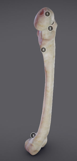 Femur bone with different parts Low-poly 3D model_1