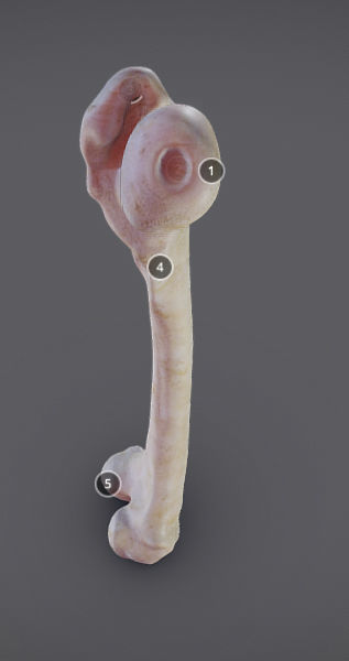 Femur bone with different parts Low-poly 3D model_7