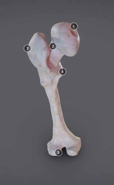 Femur bone with different parts Low-poly 3D model_6