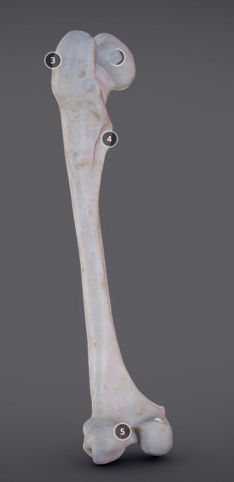 Femur bone with different parts Low-poly 3D model_4