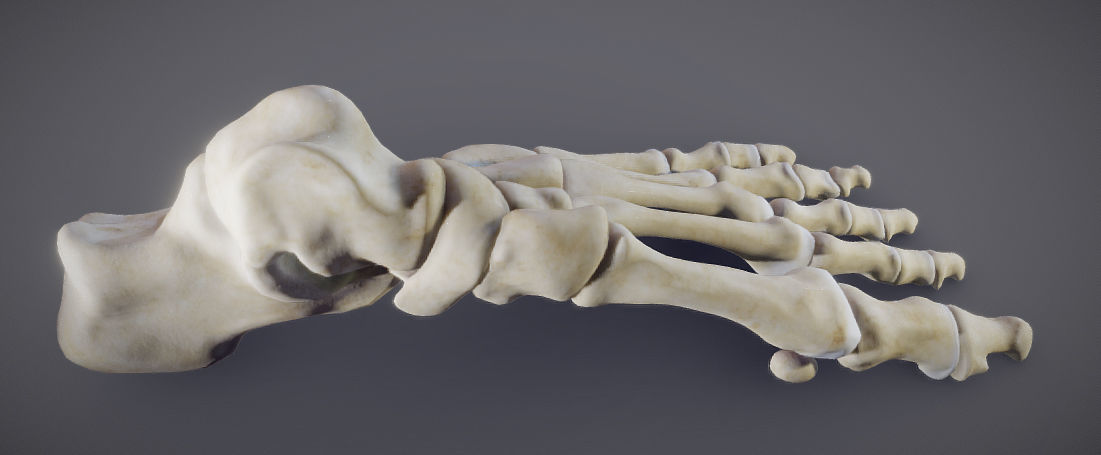 Foot Bones Low-poly 3D model_13