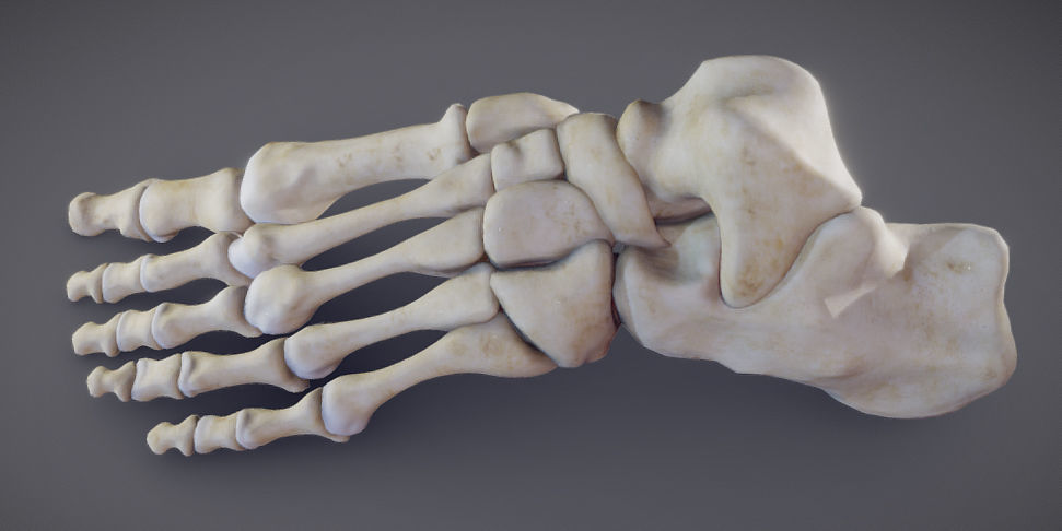 Foot Bones Low-poly 3D model_14