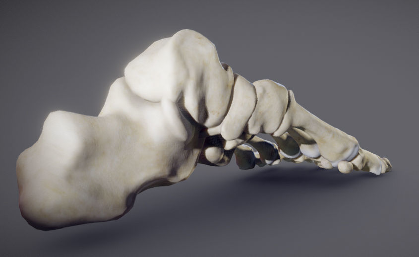 Foot Bones Low-poly 3D model_8