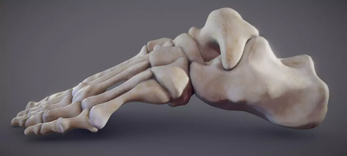 Foot Bones Low-poly 3D model_0