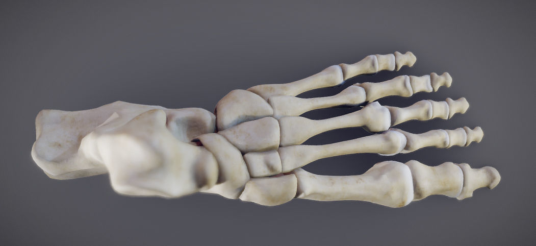 Foot Bones Low-poly 3D model_3