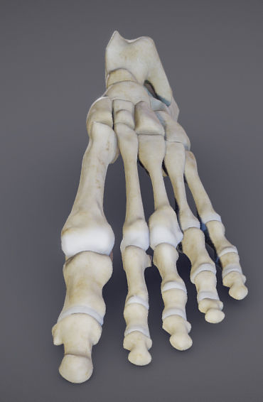 Foot Bones Low-poly 3D model_7
