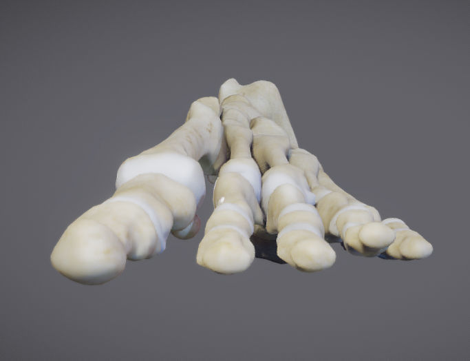 Foot Bones Low-poly 3D model_4