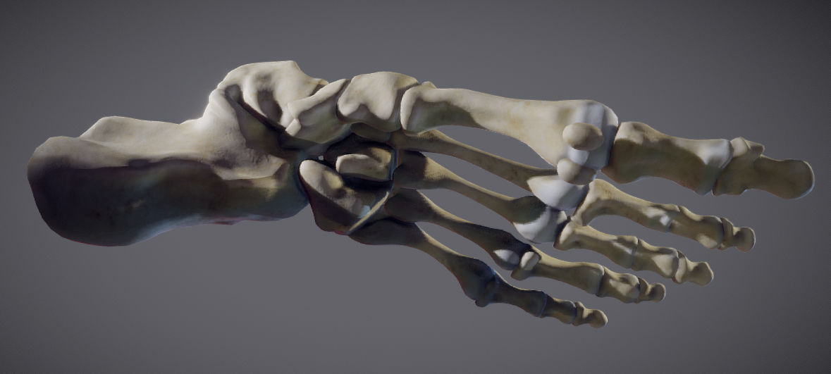 Foot Bones Low-poly 3D model_11