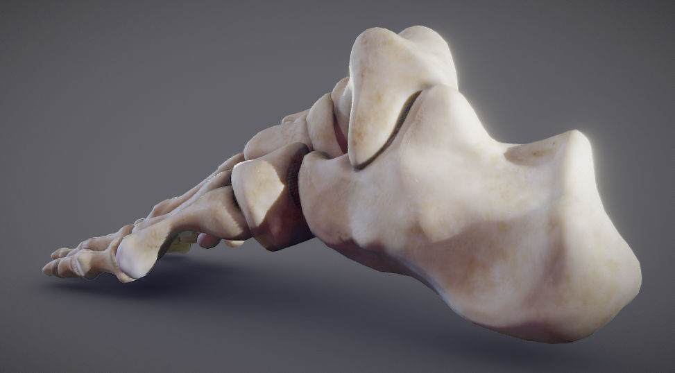 Foot Bones Low-poly 3D model_1