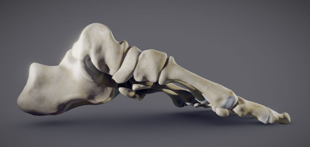 Foot Bones Low-poly 3D model_9