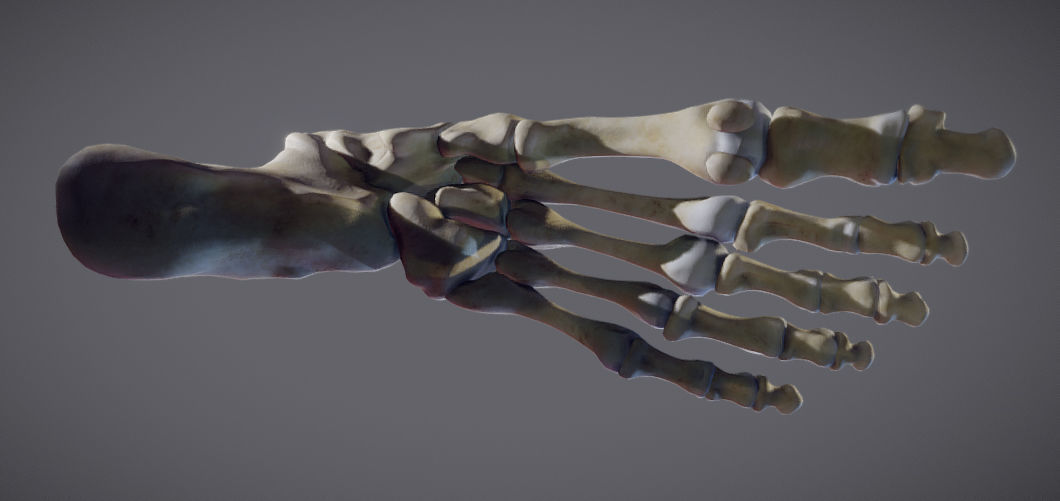 Foot Bones Low-poly 3D model_10