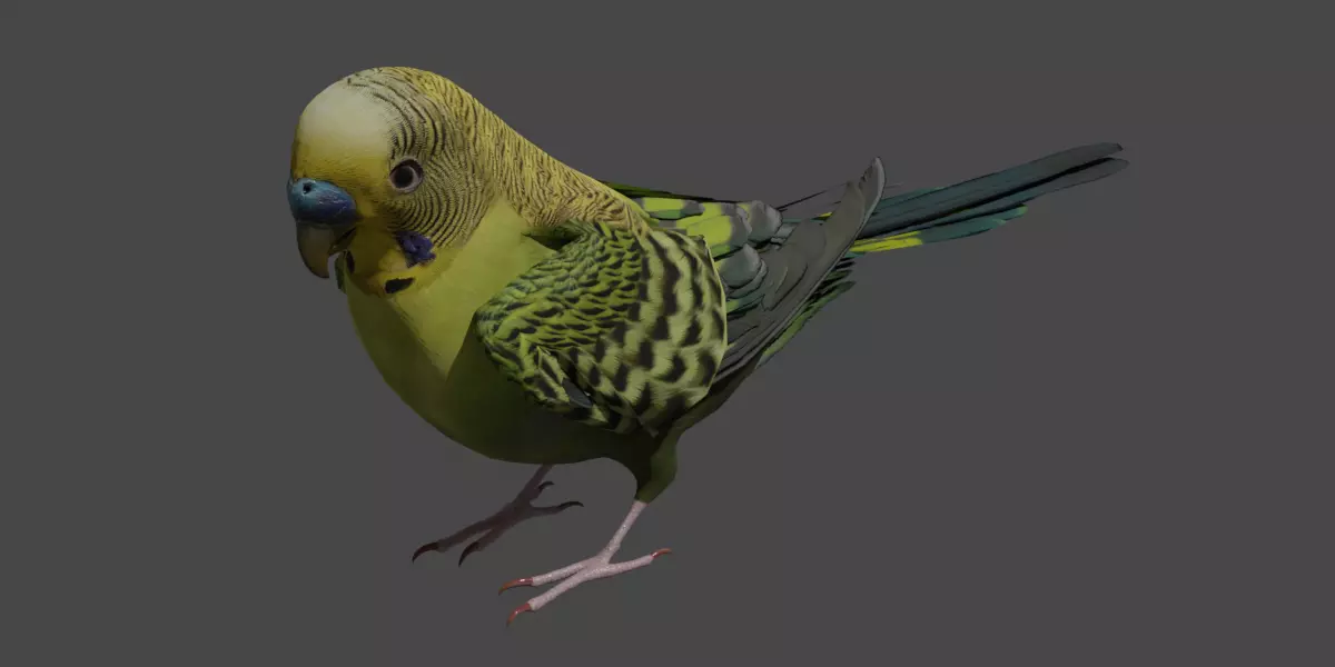 Budgerigar 3D model_0