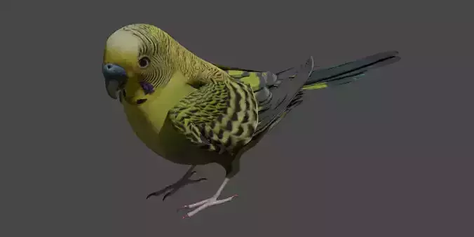 Budgerigar 3D model