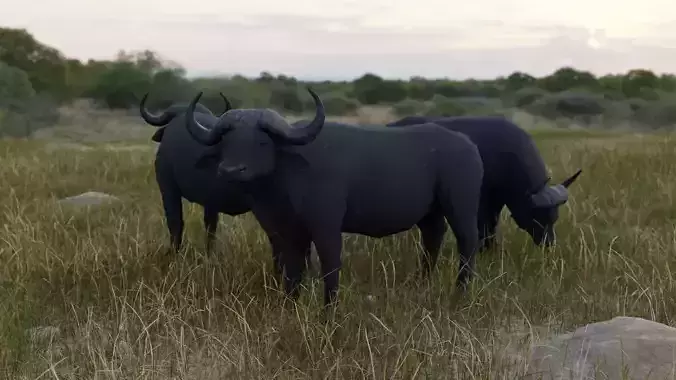 Buffalo bull Low-poly 3D model