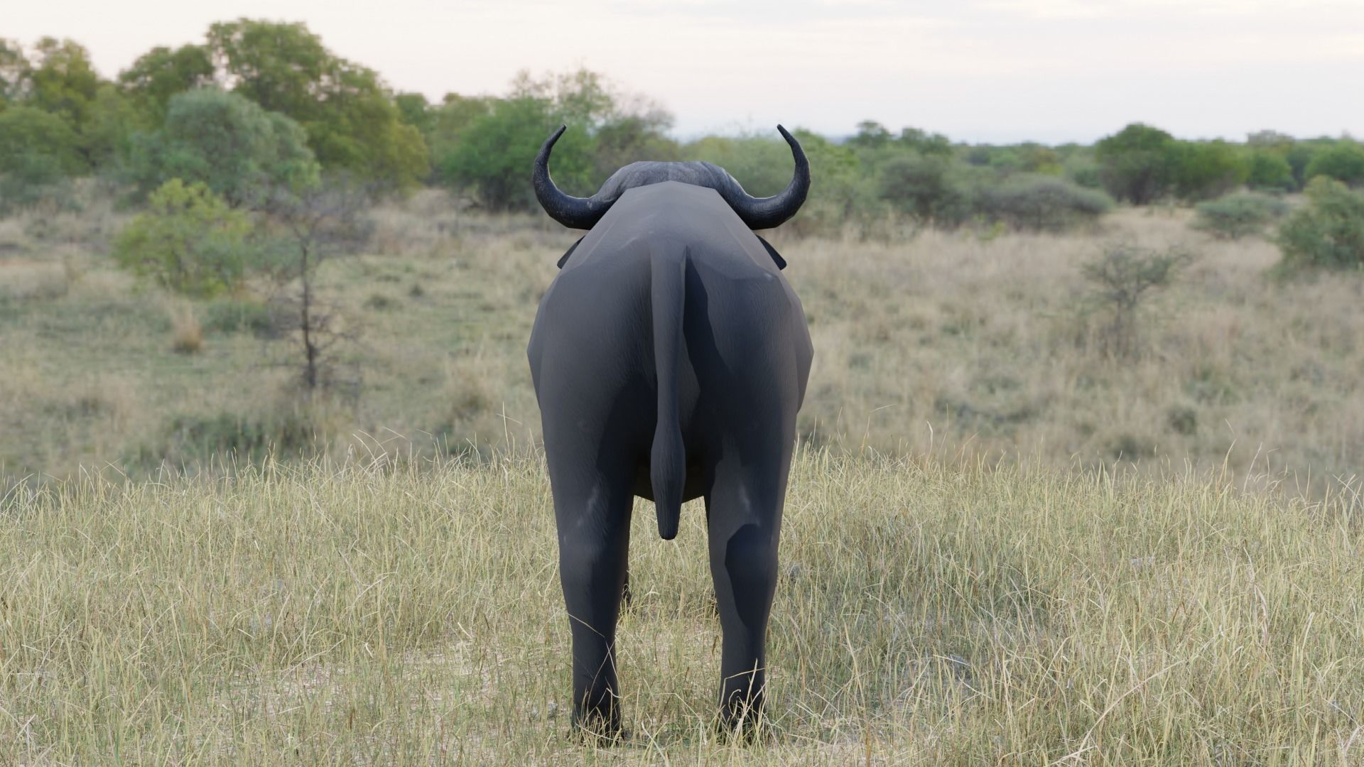 Buffalo bull Low-poly 3D model_5