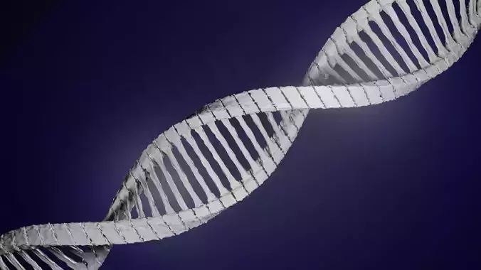DNA Structure Model 3D model