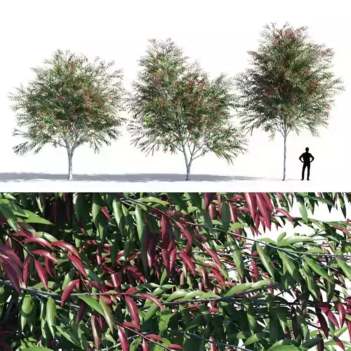 Waterhousea floribunda collection